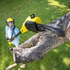 Tree and Shrub Care in Jonestown, TX